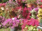 Bougainvillas galore throughout the Fruit and Spice Park.