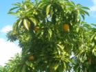 The tropical fruit Canistel, otherwise known as the egg fruit because the fruit has the consistency of a hard boiled egg yolk.  