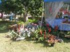 Lots of bromeliads at Fruit and Spice Park.