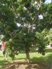 Tropical fruit tree at Fruit and Spice Park.  Mamey maybe?
