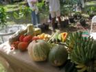 Some native and exotic fruit on display at Redland's Fruit and Spice Park