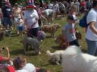 Burlington dog competition on July 4th on the commons