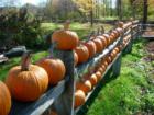 Pumpkins at the Barker Farm on Rte 33