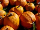 Stack of Pumpkins