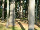 The gazebo through the trees at Amesbury Pines