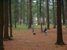 Playing disc golf at Amesbury Pines