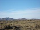 Roaming antelope along the hillside of Sweet Water.