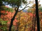 Smoky Mtns
