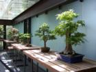 The Bonsai display at the Como Conservatory in St Paul