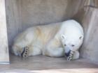 Yes, there is even a polar bear at the Como Zoo. Now if it could just snow, they would be happy as can be.