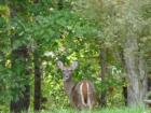 bumpass, virginia, this is some of the wildlife in the area...Bumpass, is very rural