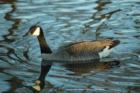 Canadian Goose enjoying another day at the local park.