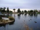 Aliante - Duck Pond in Nature Discovery Park in North Las Vegas (off the 215 Beltway and Aliante) 