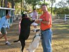 getting attacked by goats