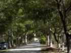 Lovely Tree Lined Street in Coral Gables, Florida
