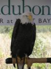 Bald Eagle at Panama City Bay County International Airport Ground Breaking