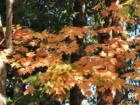 Pascack Valley in the Fall