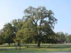 Black Oak in Palo Cedro - Jeanean Gendron
