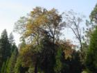 Black Oak Changing Color in Shingletown - Jeanean Gendron