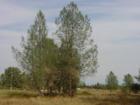 Digger Pine in Happy Valley - Jeanean Gendron