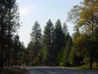 Heading West from Shingletown - Jeanean Gendron