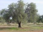 Olive Tree in Anderson - Jeanean Gendron