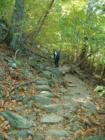 Natural Stairs, look at the size!