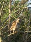 Owl in Aquila