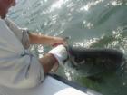 fishing in the Golden Isles of Georgia. 
      For more information our area or a newcomers guide, call 1-877-221-0088 or visit our website at http://www.juliechapman.com.