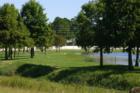 White Birds on the Green Grass