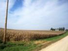 Iowa Cornfields, Ready for Harvest!