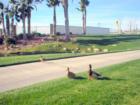 Sierra Lake duck stroll