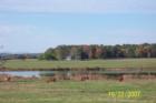 Horse Farm - Marshall, VA
