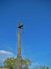 Bronze sculpture at the Arizona Sonoran Desert Museum