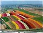 The fabulous flower fields. Ribbons of Rununculas, the only place like it in North America