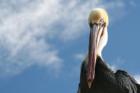 Local pelican
