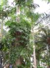 It's a jungle inside the doors of the National Botanical Gardens.