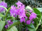 National Botanical Garden, from their orchid collection