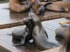 Sea Lions at Pier 39