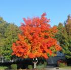 Beautiful tree in Baxter Ridge