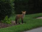 fox in the subdivision