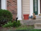 fox in the subdivision