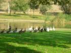 The mighty ducks of Mary Vagle Nature Center