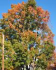 Pascack Valley Fall Splendor