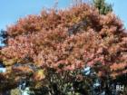Pascack Valley Fall Splendor