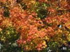 Pascack Valley Fall Splendor