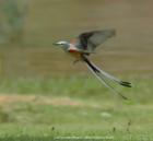 Oklahoma State Bird is the Scissor-tailed Flycatcher. Latin Name is Tyrannus forticatus.
      This photo was taken at Lake Thunderbird  near OKC.