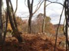 top of Birch Mountain, leaves are just about gone, view of field and treeline on the mountain