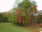 look at the color