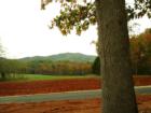 The clay is as red as the trees... 